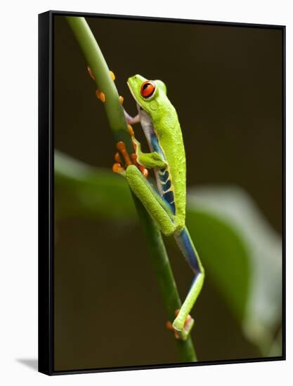 Tree Frog in Costa Rica-Paul Souders-Framed Stretched Canvas