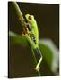 Tree Frog in Costa Rica-Paul Souders-Stretched Canvas