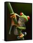 Tree Frog in Costa Rica-Paul Souders-Framed Stretched Canvas