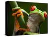 Tree Frog in Costa Rica-Paul Souders-Stretched Canvas