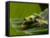 Tree Frog in Costa Rica-Paul Souders-Framed Stretched Canvas