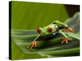Tree Frog in Costa Rica-Paul Souders-Stretched Canvas