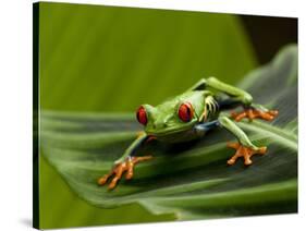 Tree Frog in Costa Rica-Paul Souders-Stretched Canvas