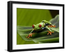 Tree Frog in Costa Rica-Paul Souders-Framed Premium Photographic Print