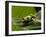 Tree Frog in Costa Rica-Paul Souders-Framed Premium Photographic Print
