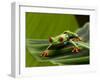 Tree Frog in Costa Rica-Paul Souders-Framed Premium Photographic Print