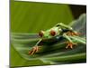 Tree Frog in Costa Rica-Paul Souders-Mounted Premium Photographic Print