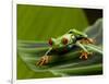 Tree Frog in Costa Rica-Paul Souders-Framed Photographic Print