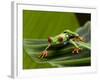 Tree Frog in Costa Rica-Paul Souders-Framed Photographic Print