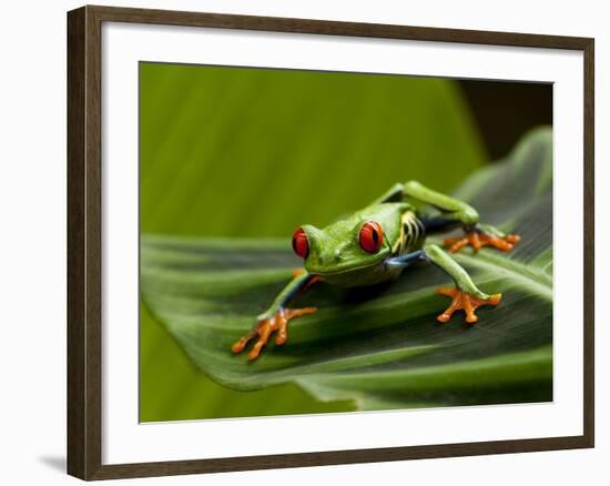 Tree Frog in Costa Rica-Paul Souders-Framed Photographic Print