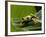 Tree Frog in Costa Rica-Paul Souders-Framed Photographic Print