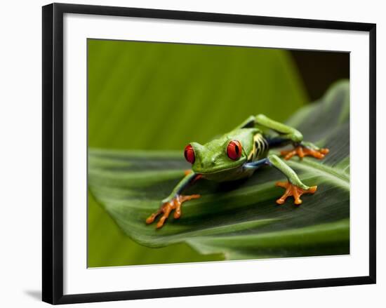 Tree Frog in Costa Rica-Paul Souders-Framed Photographic Print