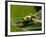 Tree Frog in Costa Rica-Paul Souders-Framed Photographic Print