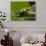 Tree Frog in Costa Rica-Paul Souders-Photographic Print displayed on a wall