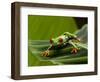 Tree Frog in Costa Rica-Paul Souders-Framed Photographic Print