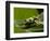 Tree Frog in Costa Rica-Paul Souders-Framed Photographic Print