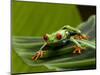 Tree Frog in Costa Rica-Paul Souders-Mounted Photographic Print