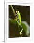 Tree Frog in Costa Rica-Paul Souders-Framed Photographic Print