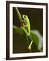 Tree Frog in Costa Rica-Paul Souders-Framed Photographic Print