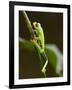 Tree Frog in Costa Rica-Paul Souders-Framed Photographic Print