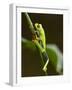 Tree Frog in Costa Rica-Paul Souders-Framed Photographic Print