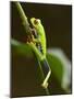 Tree Frog in Costa Rica-Paul Souders-Mounted Photographic Print