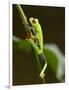 Tree Frog in Costa Rica-Paul Souders-Framed Photographic Print