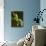 Tree Frog in Costa Rica-Paul Souders-Photographic Print displayed on a wall