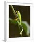 Tree Frog in Costa Rica-Paul Souders-Framed Photographic Print