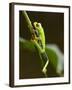 Tree Frog in Costa Rica-Paul Souders-Framed Photographic Print