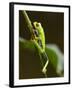 Tree Frog in Costa Rica-Paul Souders-Framed Photographic Print