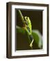 Tree Frog in Costa Rica-Paul Souders-Framed Photographic Print