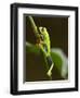 Tree Frog in Costa Rica-Paul Souders-Framed Photographic Print