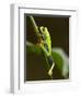 Tree Frog in Costa Rica-Paul Souders-Framed Photographic Print