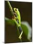 Tree Frog in Costa Rica-Paul Souders-Mounted Photographic Print