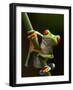 Tree Frog in Costa Rica-Paul Souders-Framed Photographic Print