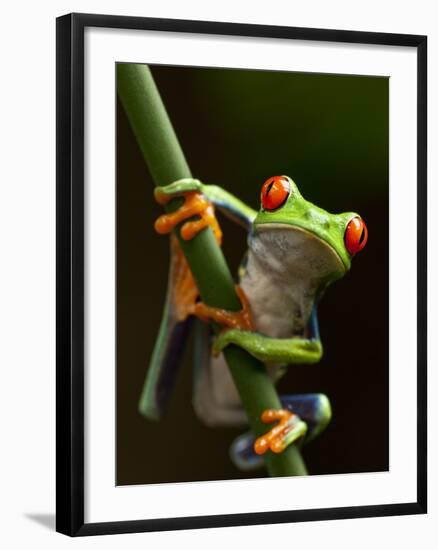 Tree Frog in Costa Rica-Paul Souders-Framed Photographic Print