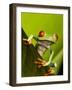 Tree Frog in Costa Rica-Paul Souders-Framed Photographic Print