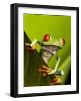 Tree Frog in Costa Rica-Paul Souders-Framed Photographic Print