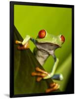Tree Frog in Costa Rica-Paul Souders-Framed Photographic Print