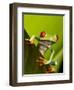 Tree Frog in Costa Rica-Paul Souders-Framed Photographic Print