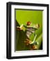 Tree Frog in Costa Rica-Paul Souders-Framed Photographic Print