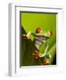 Tree Frog in Costa Rica-Paul Souders-Framed Photographic Print