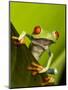 Tree Frog in Costa Rica-Paul Souders-Mounted Photographic Print