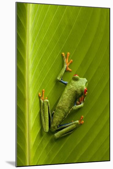 Tree Frog in Costa Rica-null-Mounted Photographic Print