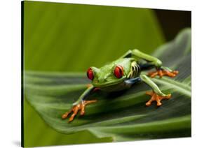 Tree Frog in Costa Rica-Paul Souders-Stretched Canvas