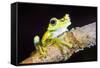 Tree Frog in the Mashpi Cloud Forest Area of the Choco Rainforest, Pichincha Province, Ecuador-Matthew Williams-Ellis-Framed Stretched Canvas