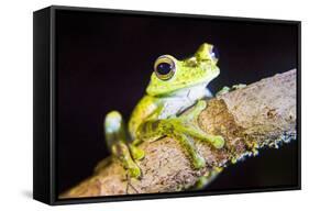 Tree Frog in the Mashpi Cloud Forest Area of the Choco Rainforest, Pichincha Province, Ecuador-Matthew Williams-Ellis-Framed Stretched Canvas