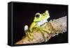 Tree Frog in the Mashpi Cloud Forest Area of the Choco Rainforest, Pichincha Province, Ecuador-Matthew Williams-Ellis-Framed Stretched Canvas