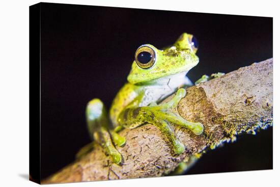 Tree Frog in the Mashpi Cloud Forest Area of the Choco Rainforest, Pichincha Province, Ecuador-Matthew Williams-Ellis-Stretched Canvas